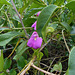 DSCN1447 - canavalia ou feijão-de-porco Canavalia rosea, Fabaceae Faboideae