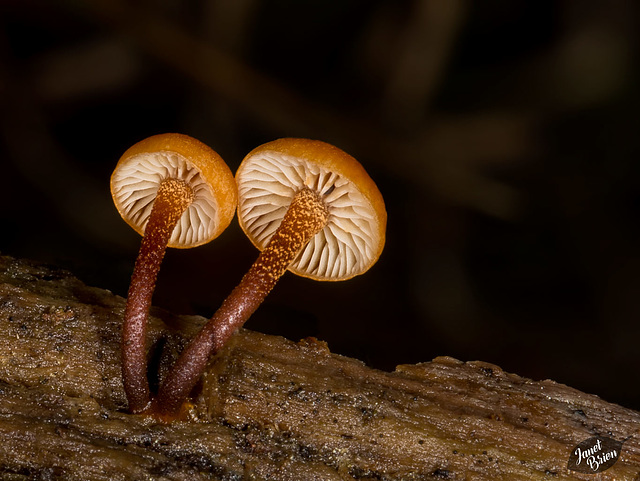 Pictures for Pam, Day 35: Mushroom Couple