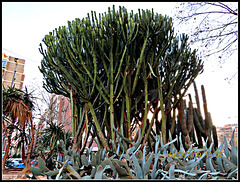 Jardín de cactus, 1