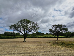 August trees