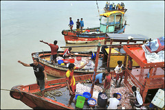 Retour de pêche à Mombai