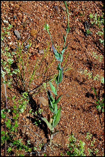 Arabis tourette Arabis tourette