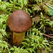 Just a little brown mushroom