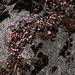 Linanthus montanus, Sequoia National Park USA L1020219