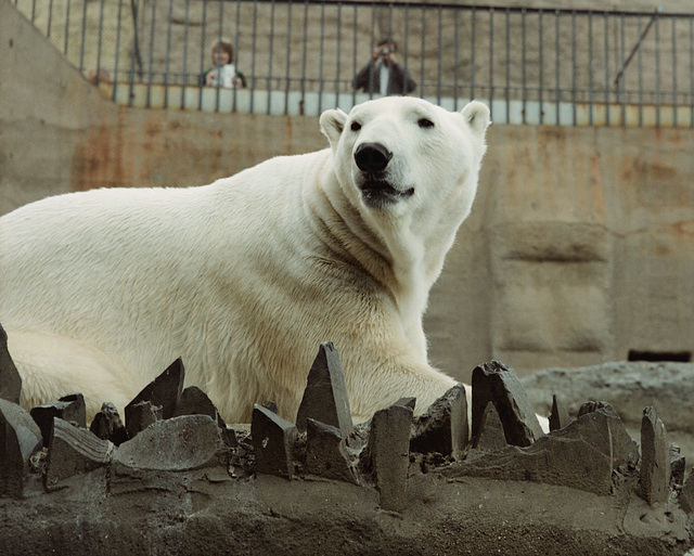 Polar Bear, London Zoo, 1980