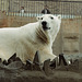 Polar Bear, London Zoo, 1980