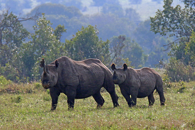 Black Rhino - mother and calf (Explored)