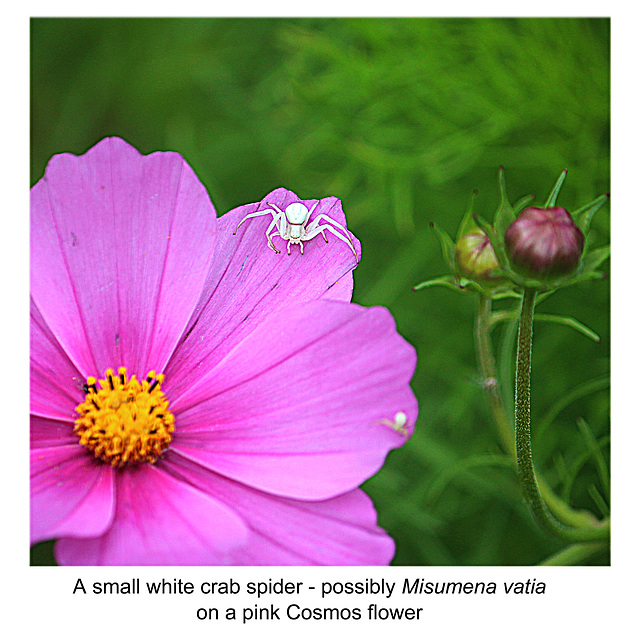 White Crab Spider on Cosmos - East Blatchington - 29.8.2018