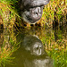 Chimp reflection