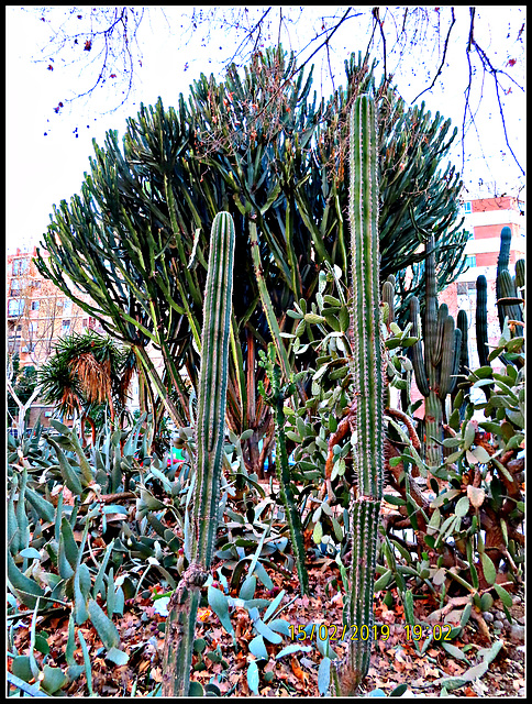 Jardín de cactus, 2