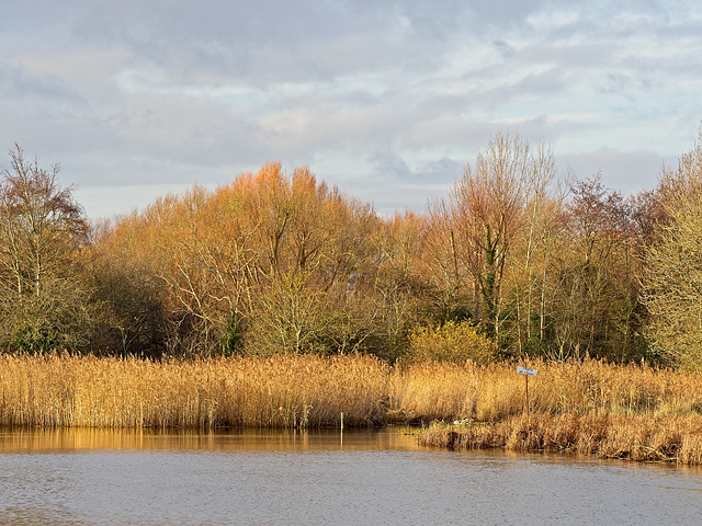 Reed Beds