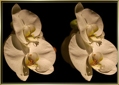 X3D-Weiße-Orchideen. ©UdoSm