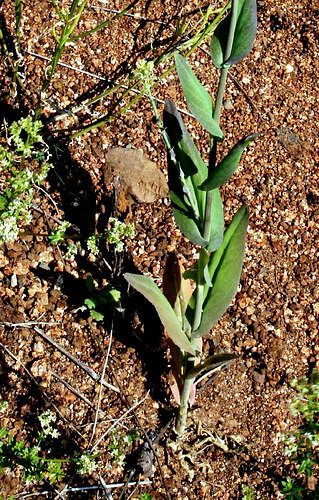 Turrita glabra Turrita glabra