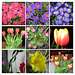 Blumen / Flowers - Indoor / Collage