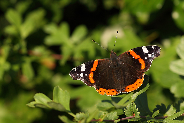 Red Admiral (Vanessa atalanta) butterfly