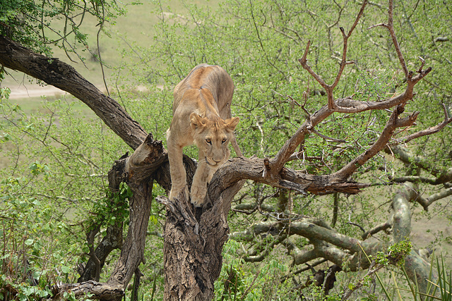 Tarangire, Lioness before a Jump