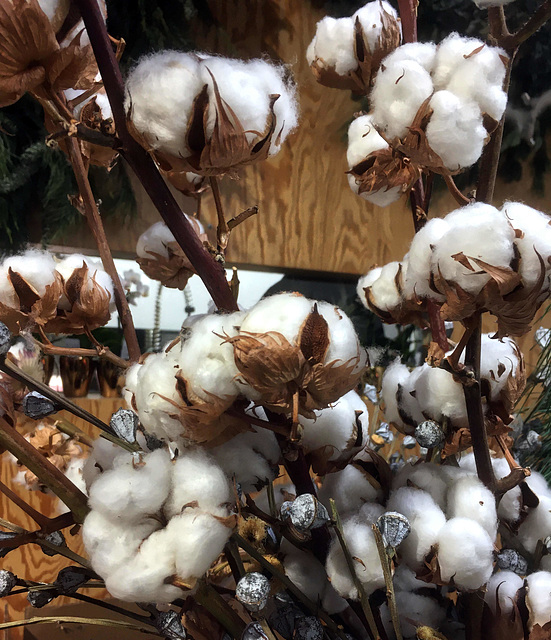 Warm cotton flowers for the winter