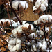 Warm cotton flowers for the winter