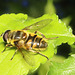 HoverflyIMG 2695