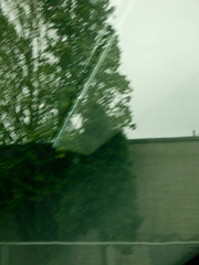 driving portland - abstract tree