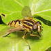 HoverflyIMG 2740