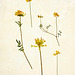 wild yellow botanical - cow slips & vetches