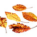 Dried Leaves (2)