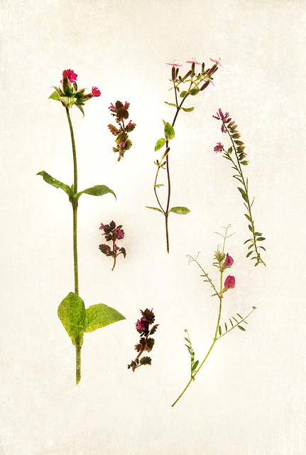 wild pink botanical - thyme campion & vetches