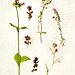 wild pink botanical - thyme campion & vetches