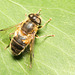 IMG 2845Hoverfly