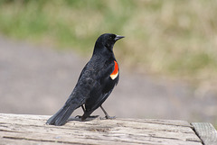 red-winged blackbird / carouge à épaulettes