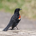 red-winged blackbird / carouge à épaulettes