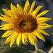 20150809 8470VRAw [D~RI] Sonnenblume (Helianthus annuus), Rinteln