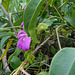 DSCN1448 - canavalia ou feijão-de-porco Canavalia rosea, Fabaceae Faboideae