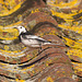 Pied Wagtail #03