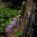 Lupinus polyphyllus, , Sequoia National Park USA L1020125