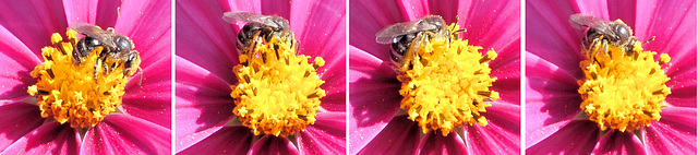 Hard work for Bee Maja... ©UdoSm