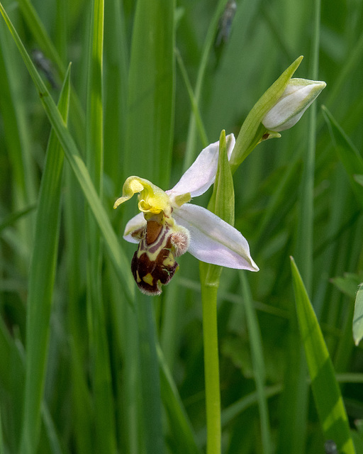 Ophrys apifera, Bienen-Ragwurz - 2017-06-01_D500_DSC1687