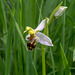 Ophrys apifera, Bienen-Ragwurz - 2017-06-01_D500_DSC1687