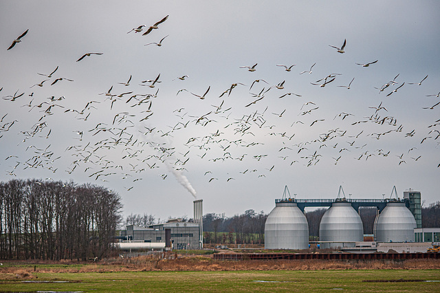 Gulls approaching the sewage treatment