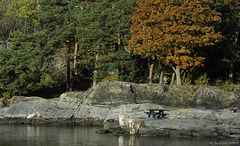 Herbst auf Hovedøya (© Buelipix)