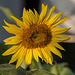20150809 8472VRAw [D~RI] Sonnenblume (Helianthus annuus), Rinteln