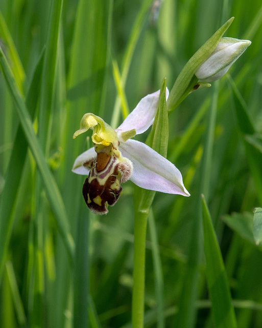 Ophrys apifera, Bienen-Ragwurz - 2017-06-01_D500_DSC1693