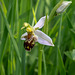 Ophrys apifera, Bienen-Ragwurz - 2017-06-01_D500_DSC1693