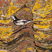 Pied Wagtail #06