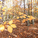 Goldener Herbst am Schwarzerberg