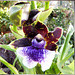 Orchid (Zygopetalum)...  ©UdoSm