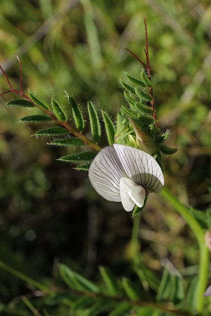Vicia lutea, Fabaceae