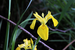 Sumpf-Schwertlilie - (Iris pseudacorus)