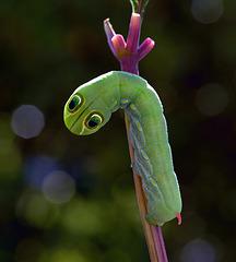 Caterpillar of the Pergesa hawkmoth